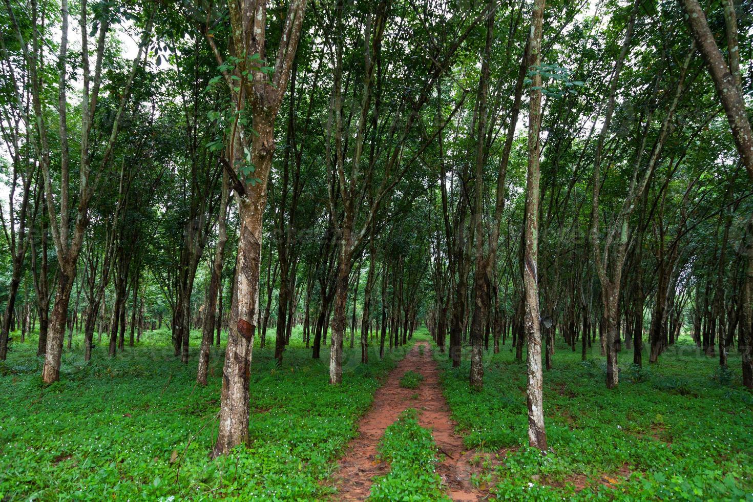 Rubber tree plantation in the south of Thailand photo