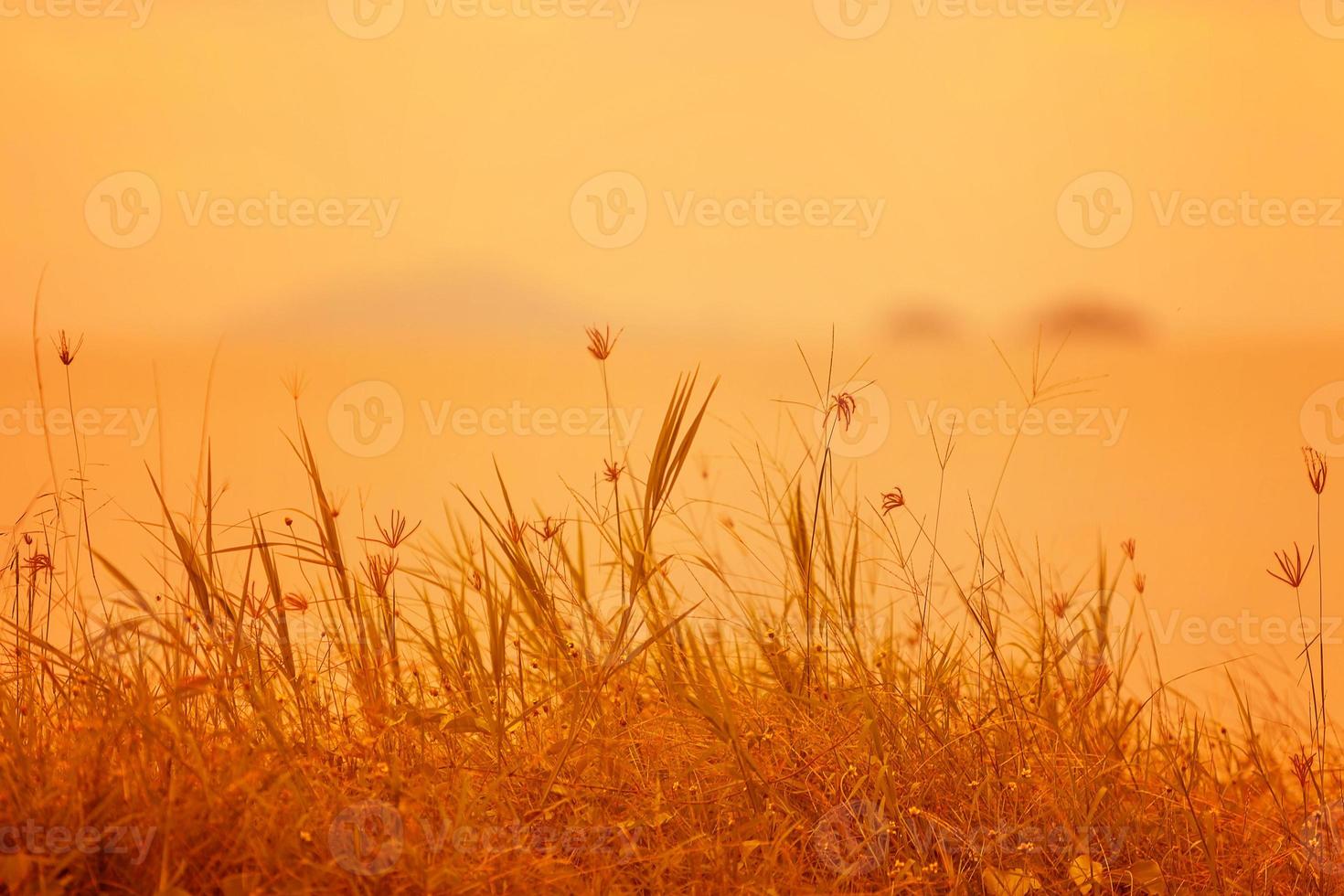 Abstract natural background with grass in the meadow and orange sky in the back photo