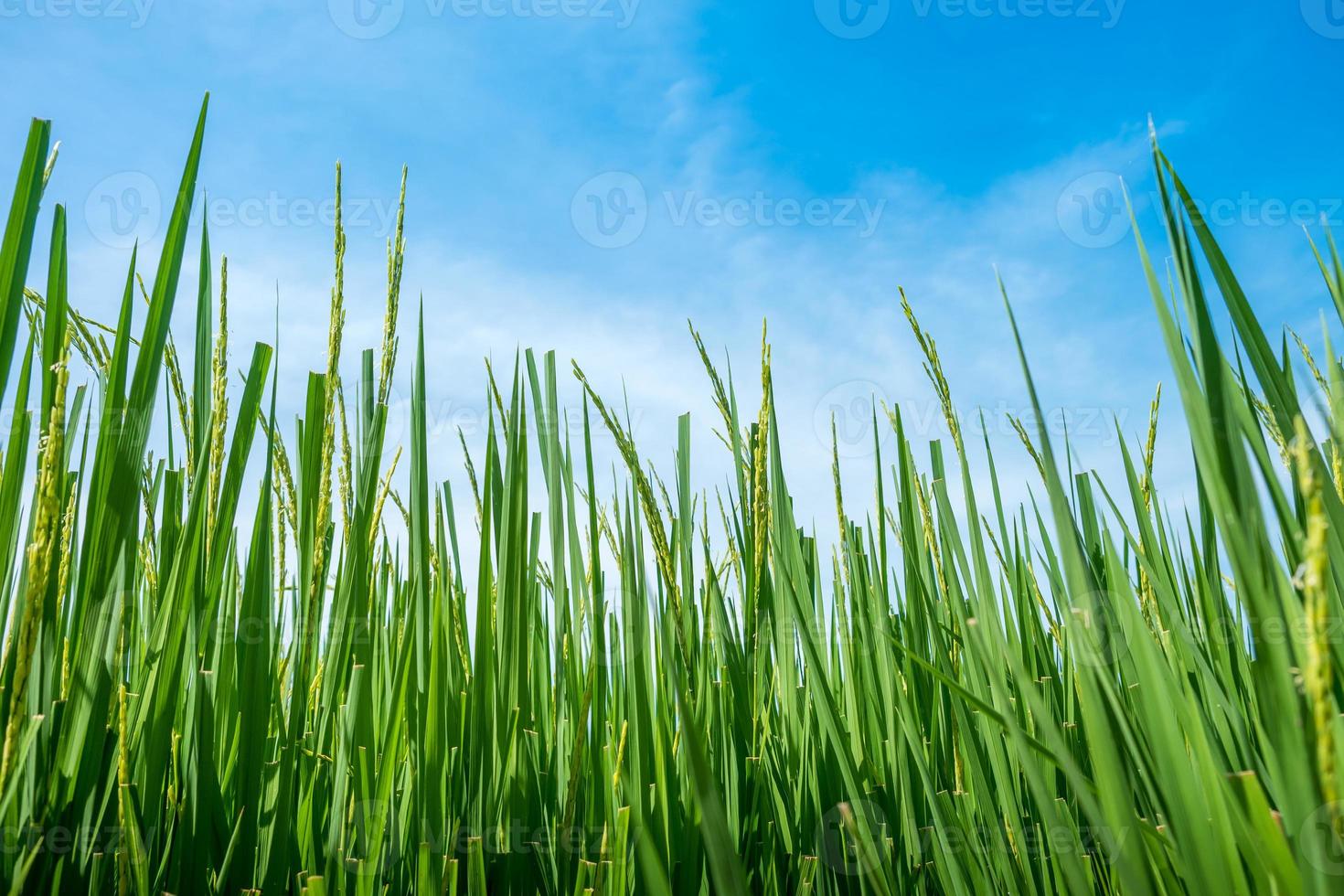 Rice seedling field in Thailand photo