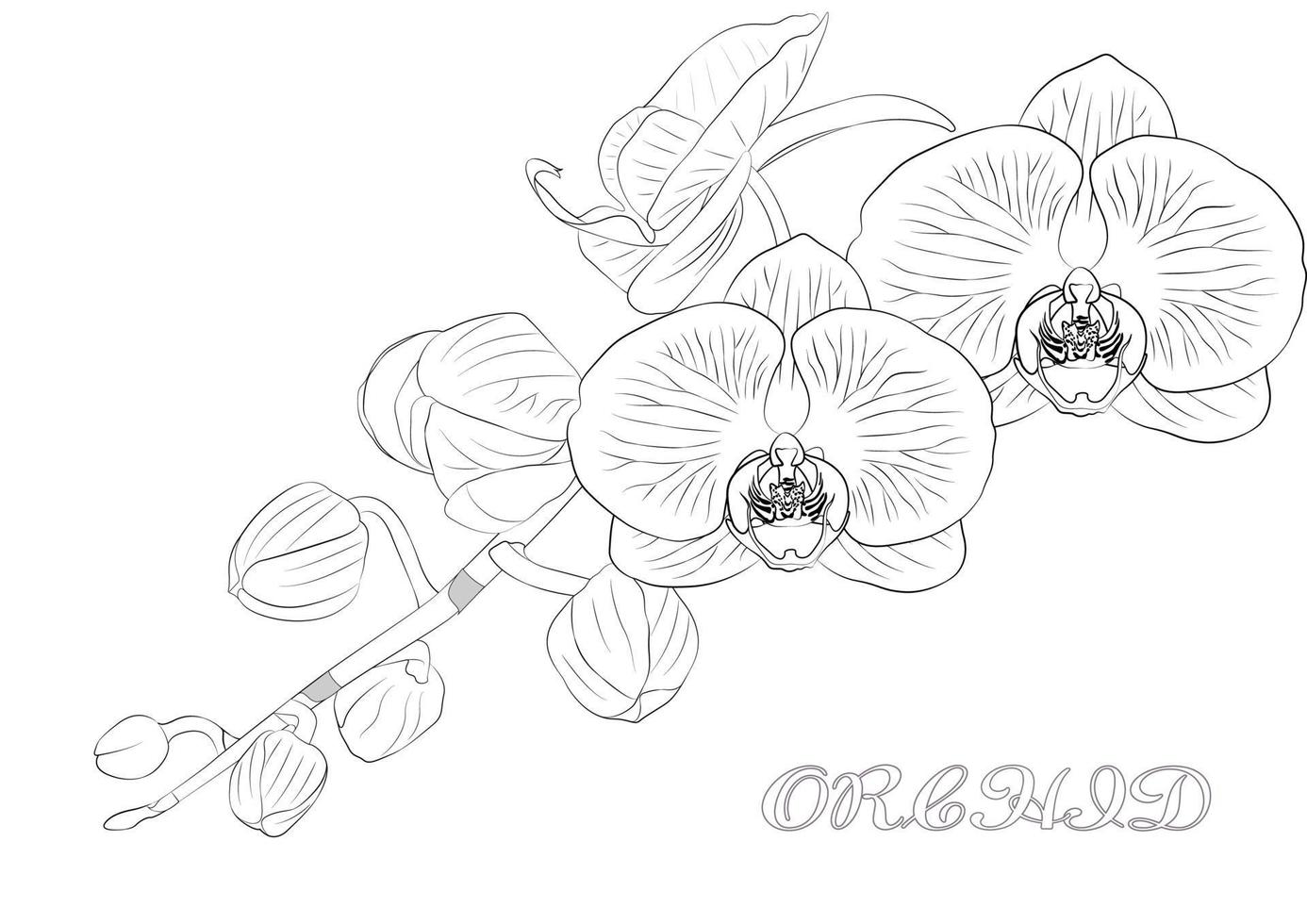 orchid flowers vector