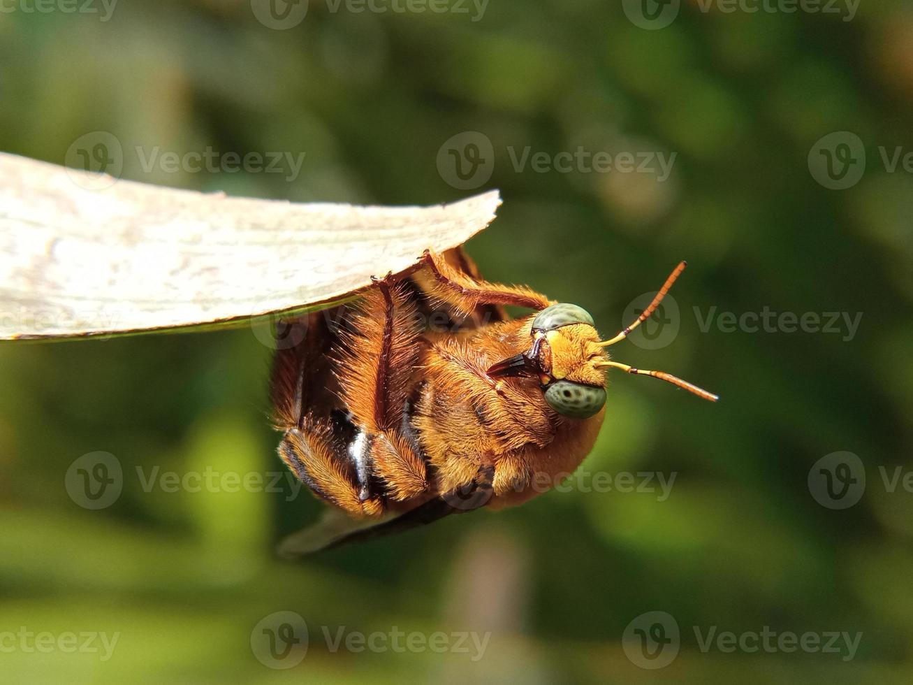 Bee. Close up of a large bee on a Sunny bright day. macro of a living insect. Summer and spring backgrounds photo