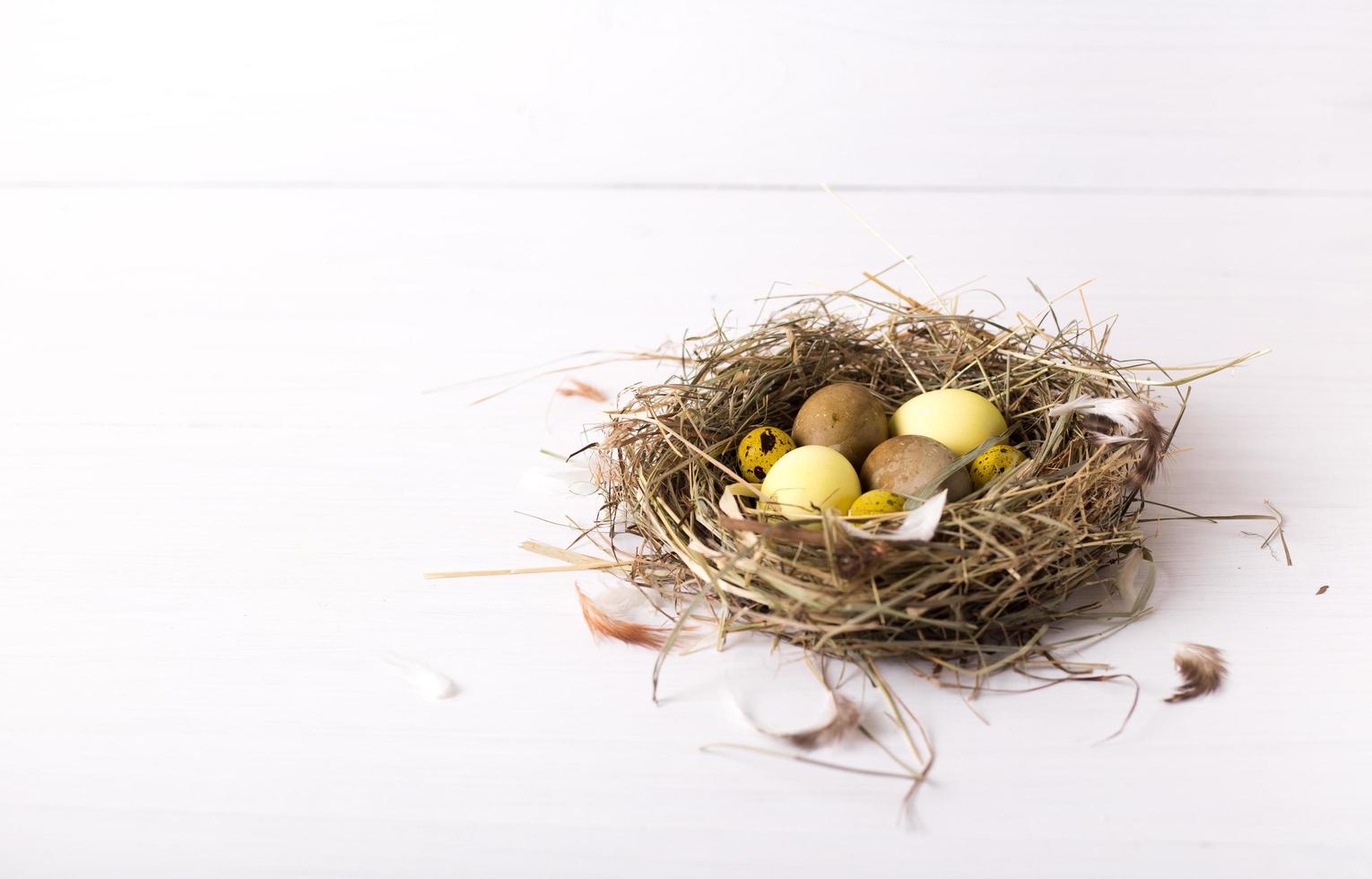nest with colored easter eggs on white wooden background photo