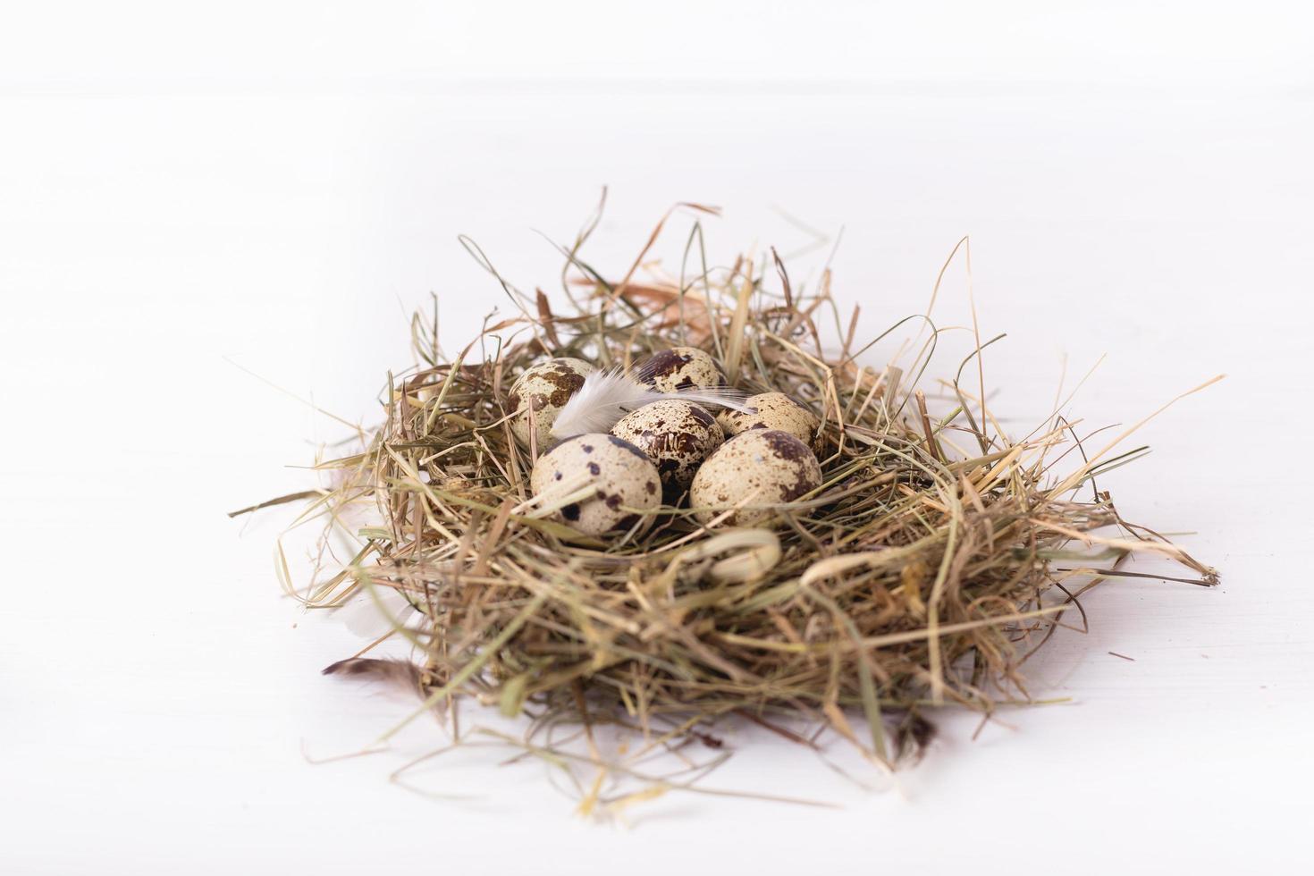 nest with quail eggs on white wooden background photo