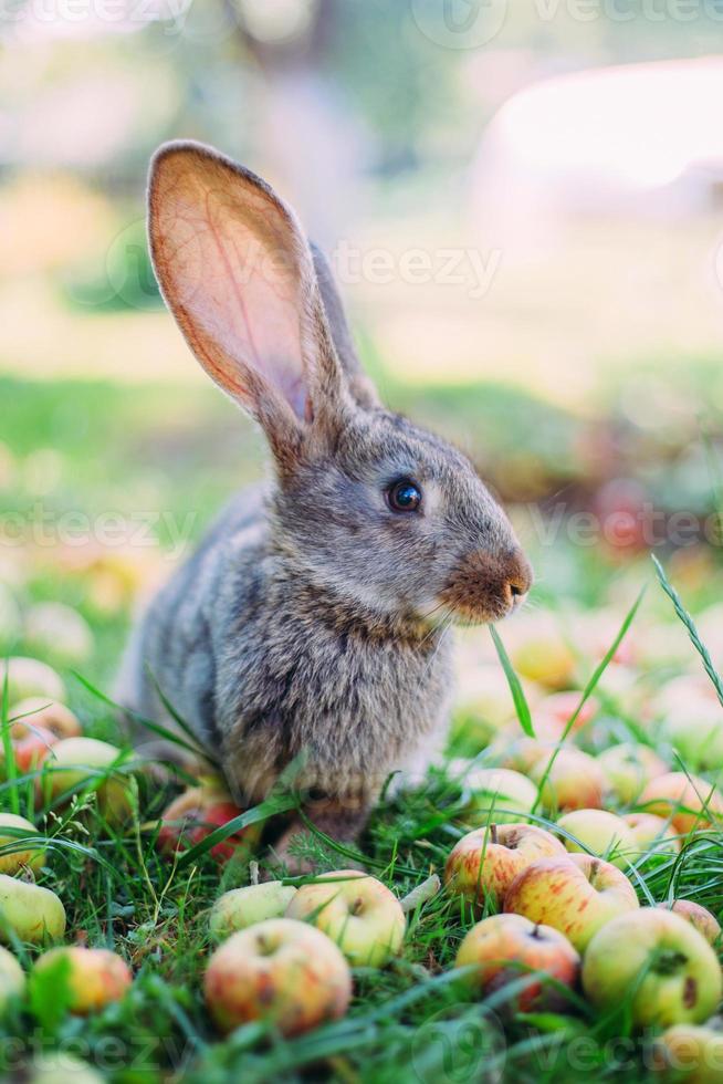 conejo comiendo manzanas en la hierba del jardín. foto