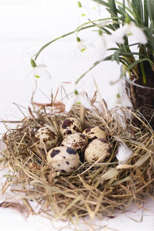 Easter composition with snowdrop flowers and a small nest with quail eggs on a white wooden background photo