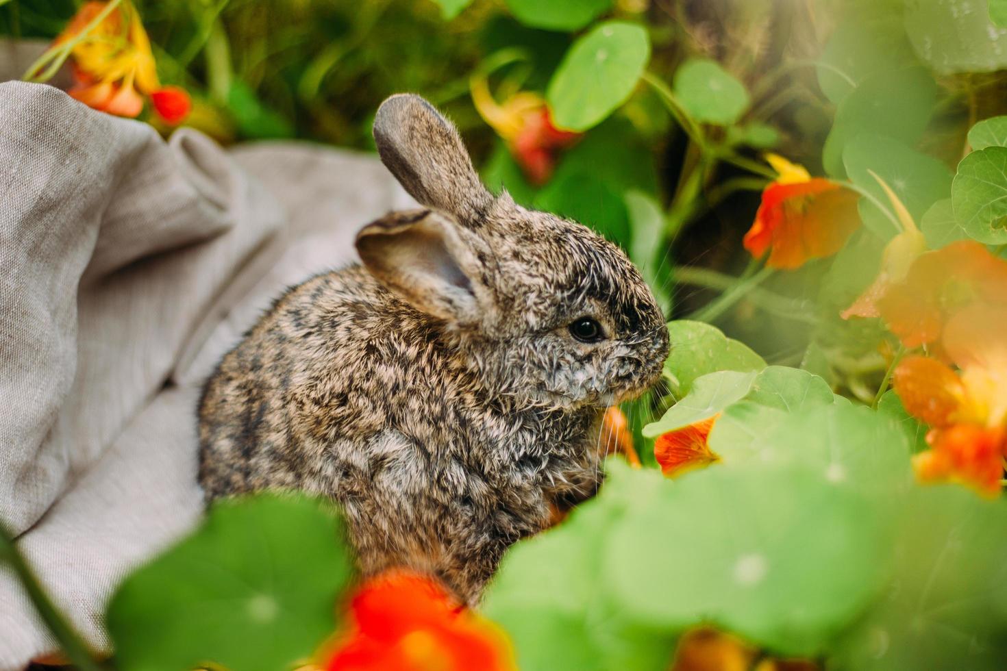 Little rabbit on green grass in summer day. Little dwarf rabbit sitting near flowers. photo