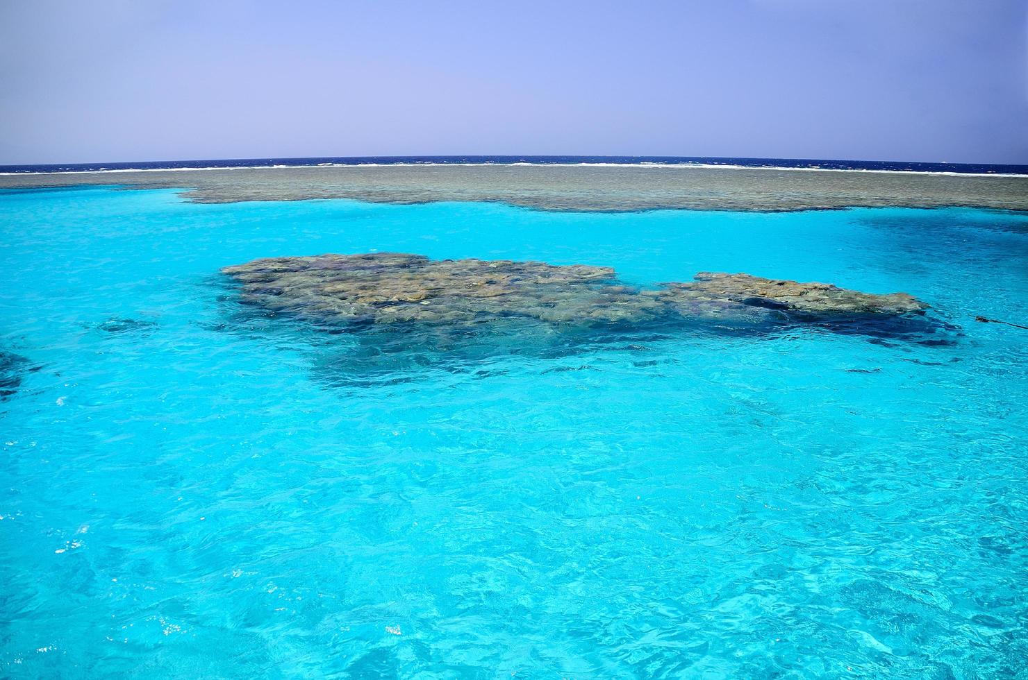 coral reef in the nature reserve photo