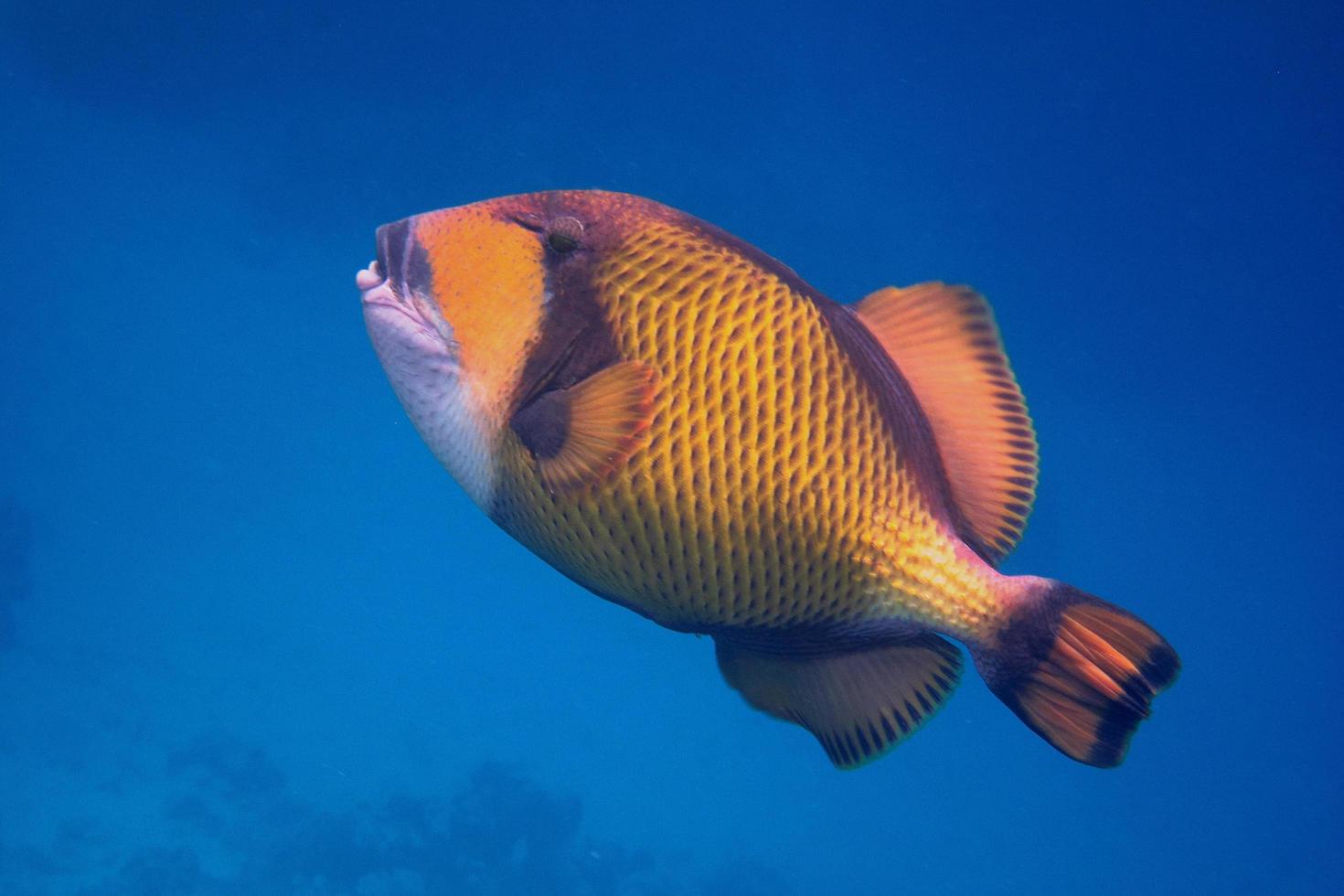 green giant triggerfish in blue sea photo