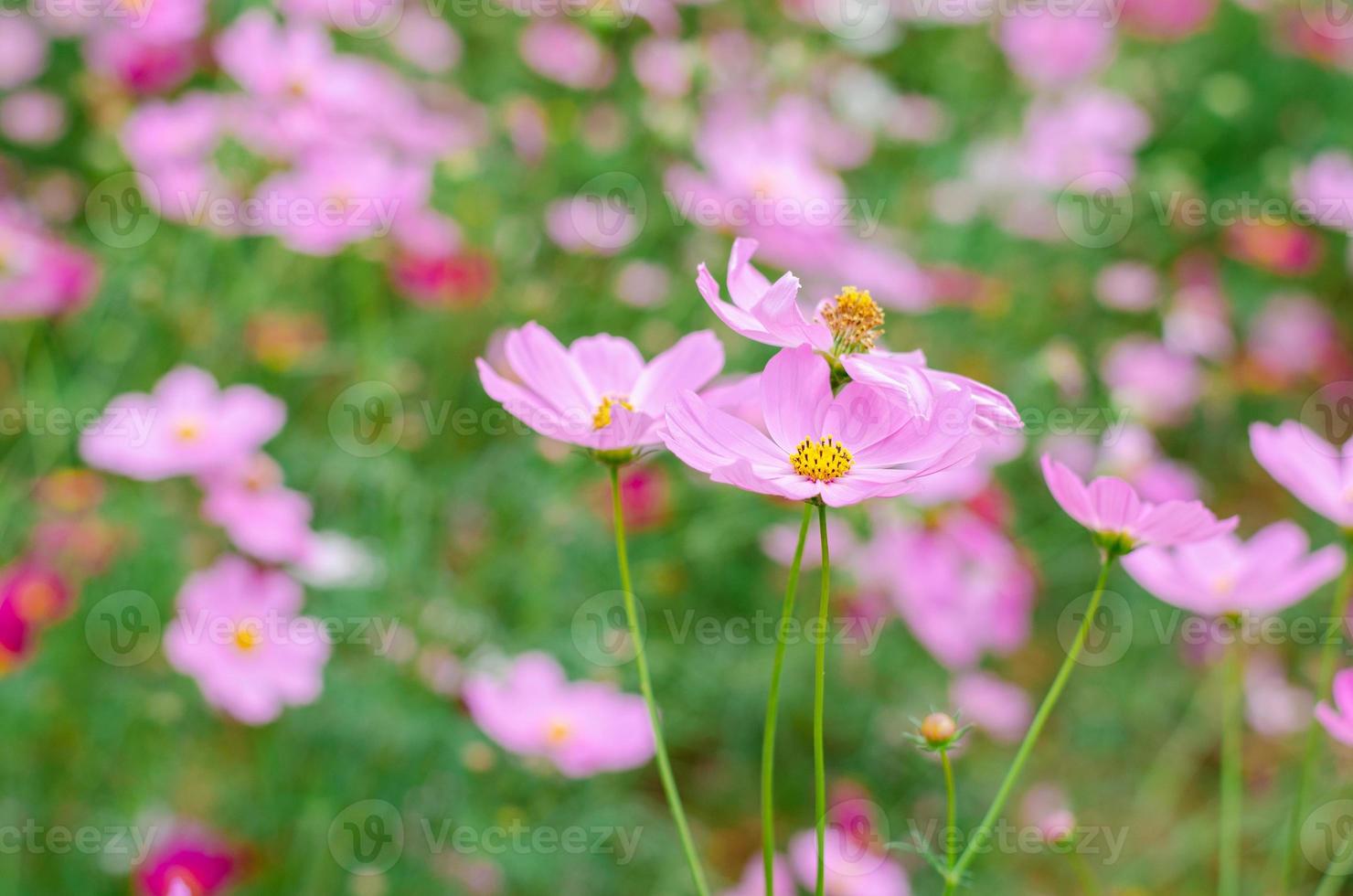 Cosmos flowers are blooming in the natural garden photo