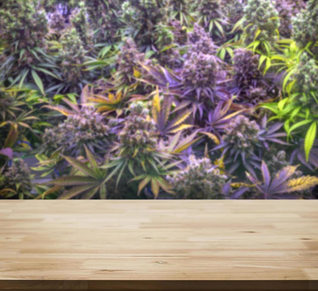 mesa de madera en el jardín de marihuana para exhibir productos foto