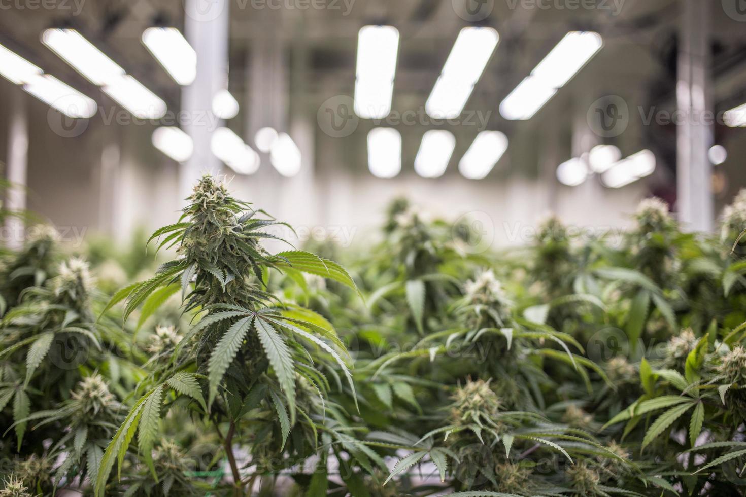laboratorio de marihuana en invernadero para investigar la medicina del thc en el cannabis foto