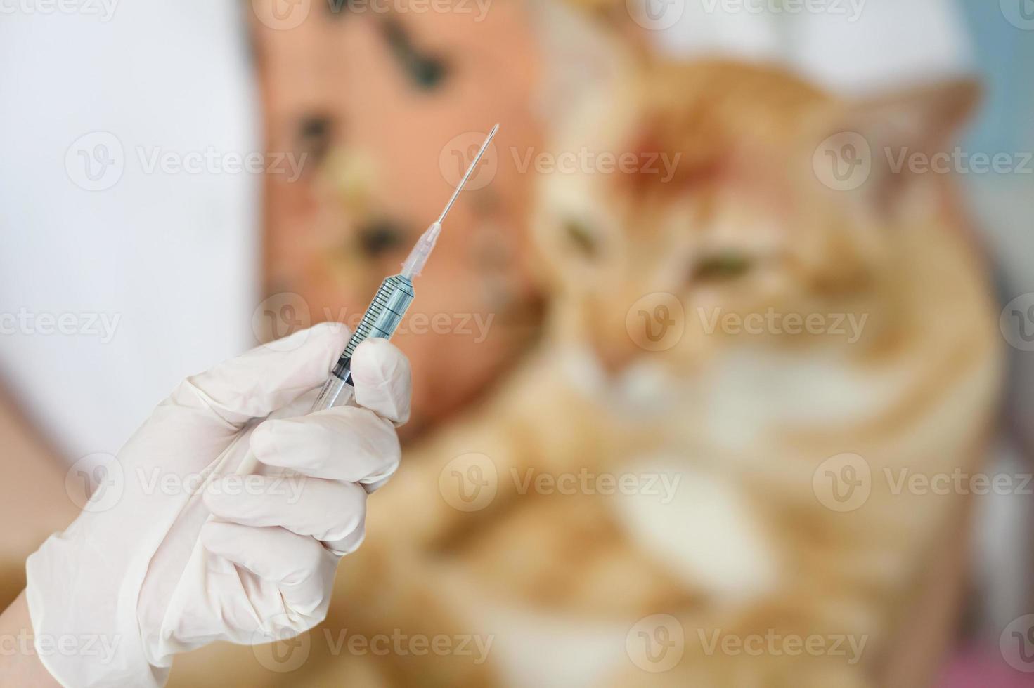 veterinarian is giving a cat a vaccination photo