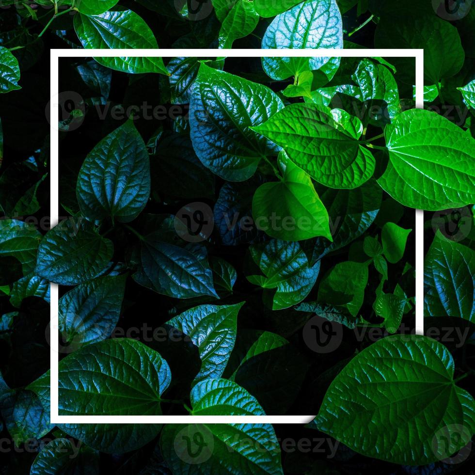 marco blanco sobre fondo de hoja verde, se puede escribir texto, exuberantes hojas verdes naturales de fondo de textura de hoja. foto