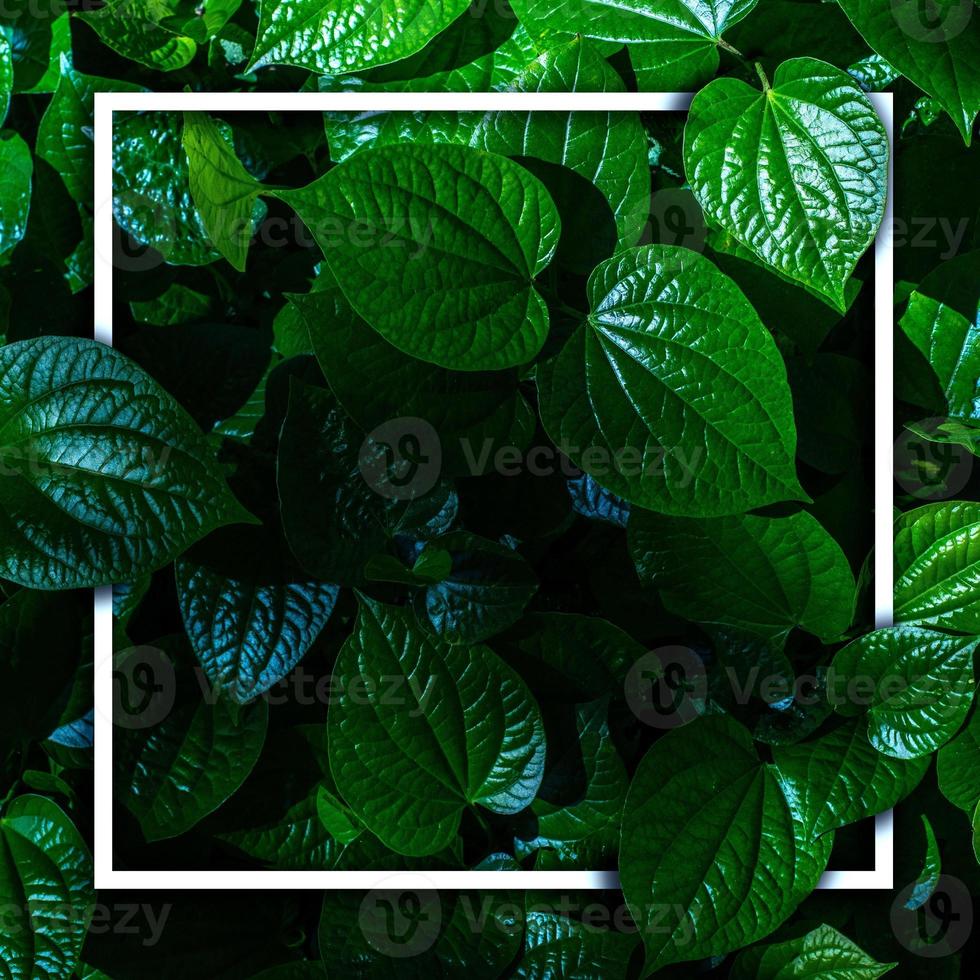 White frame on green leaf background, text can be written, natural lush green leaves of leaf texture background. photo