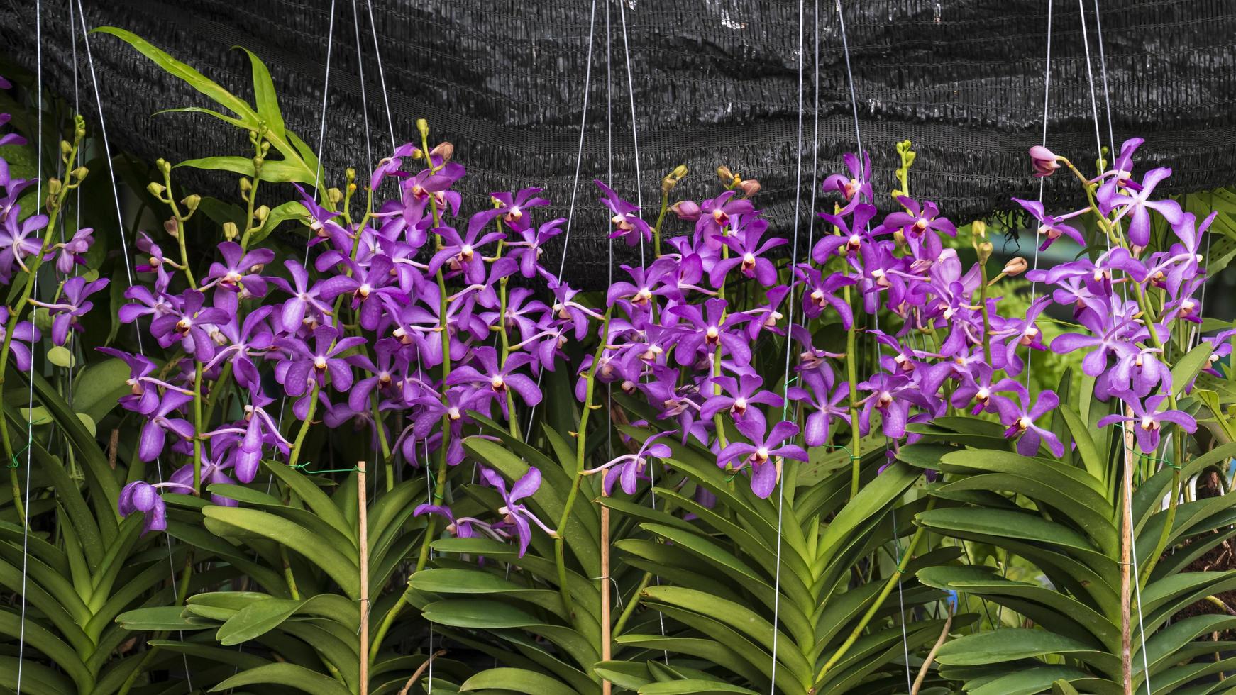 fila de flores de orquídeas aranda púrpura están floreciendo en macetas colgantes con fondo de red de sombreado negro. foto