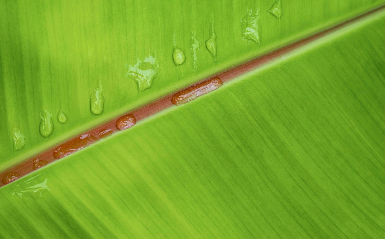 Row of raindrops on banana leaf surface for natural background design concept photo