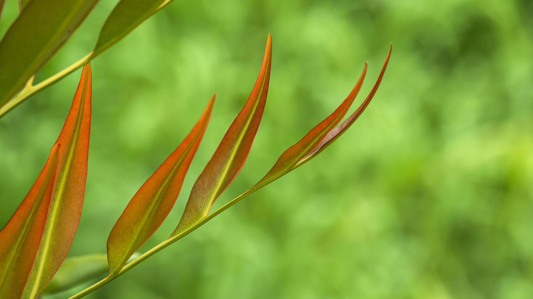 Selective focus at colorful red and green young leather fern leaves are growing with blurred greenery background photo