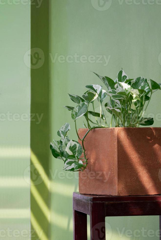 Side view of Marble Queen Pothos plant growing in clay flower pot on wooden chair with green cement wall background in home gardening area photo