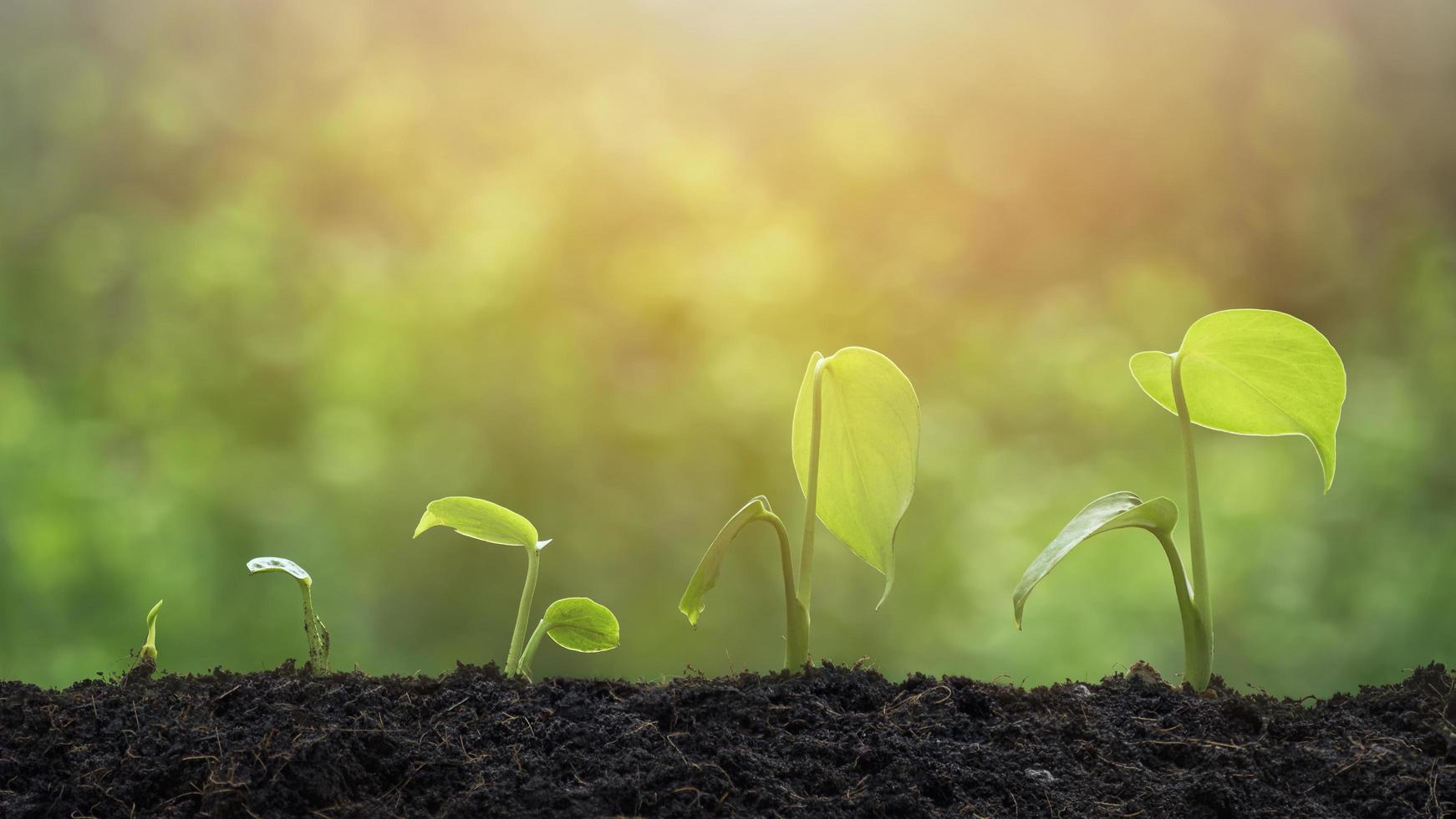 luz solar en la superficie de las plántulas de plantas agrícolas que crecen en secuencia de germinación en suelo fértil con un fondo verde borroso foto