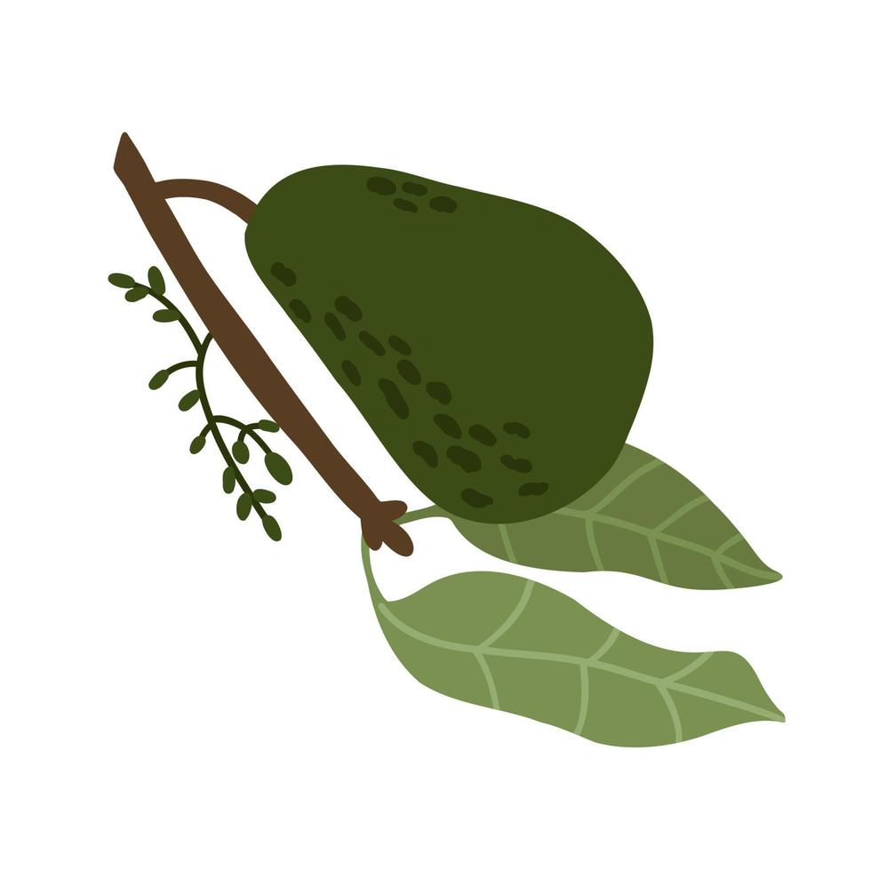 aguacate en una rama con hojas en un estilo plano dibujado a mano. ilustración vectorial aislado sobre fondo blanco. vector