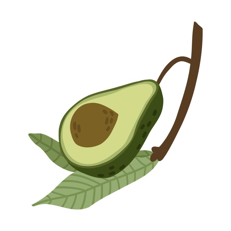 hand drawn half avocado on a branch with leaves in flat style. vector illustration isolated on white background.