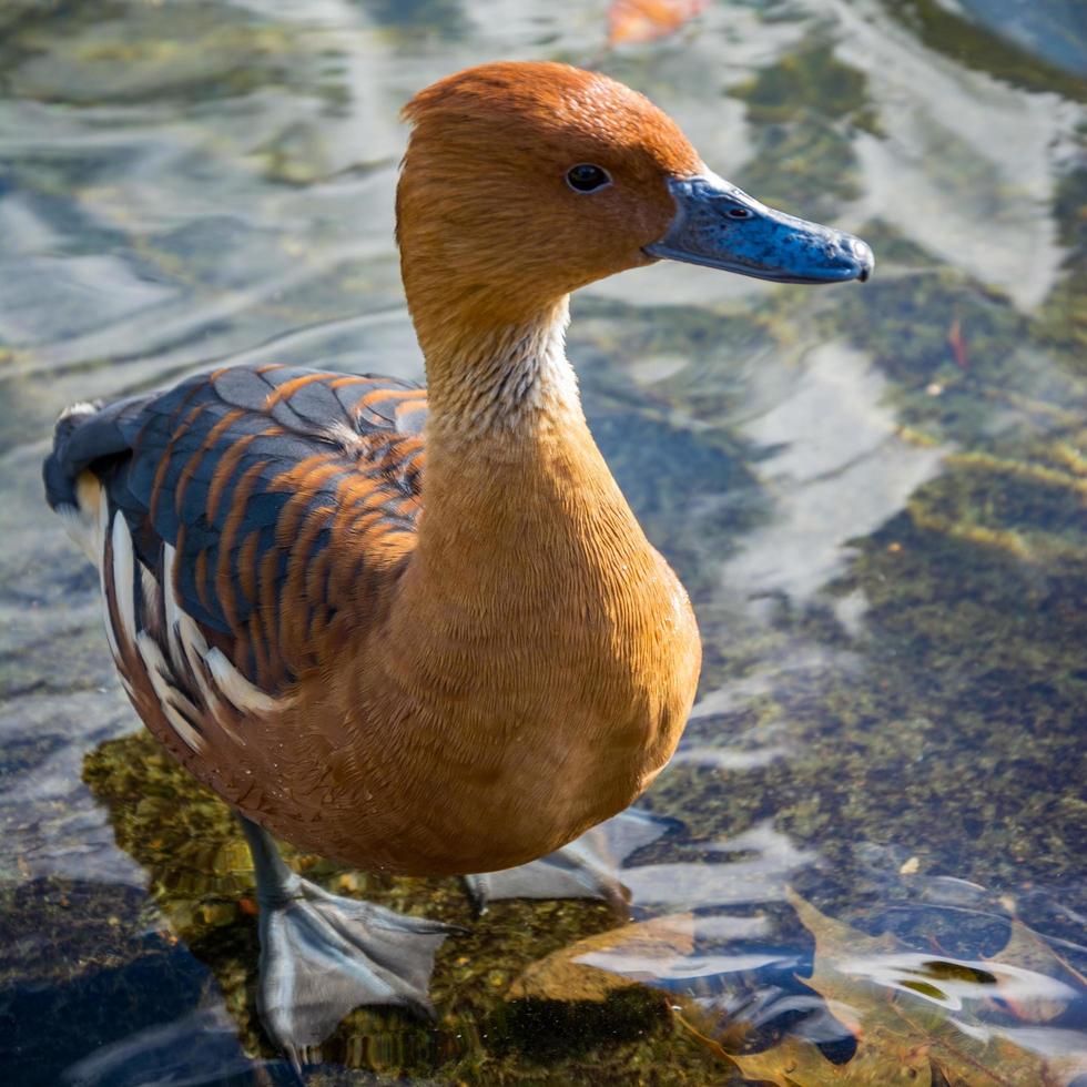 pato silbante fulvoso al borde del lago foto