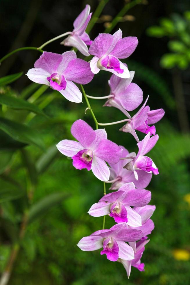 Dendrobium Ali Bongo Ondimba Sylvia photo