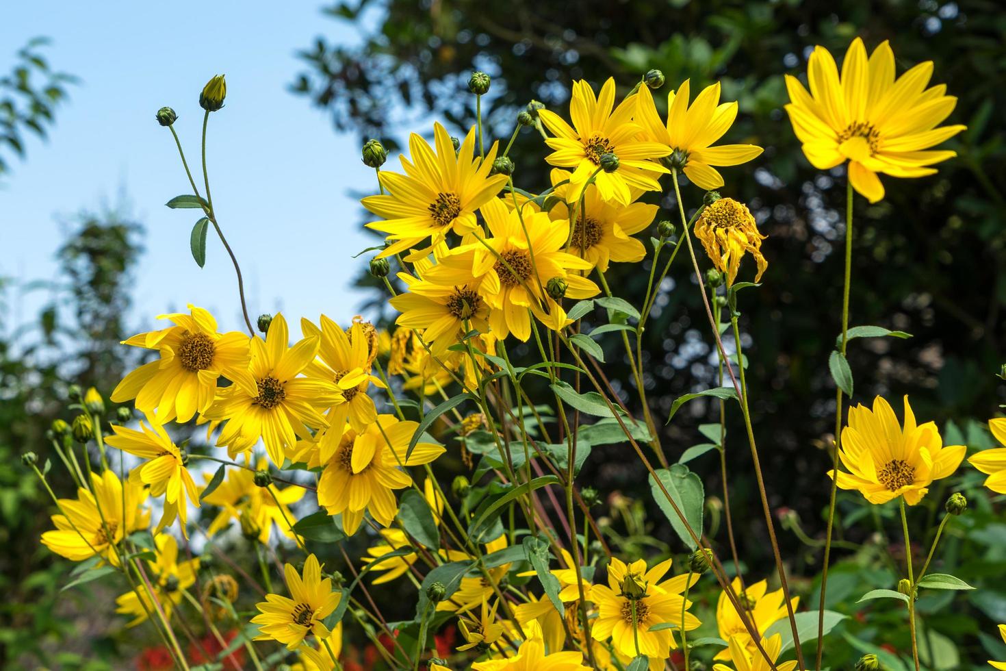 Group of yellow Daises in East Grinstead photo