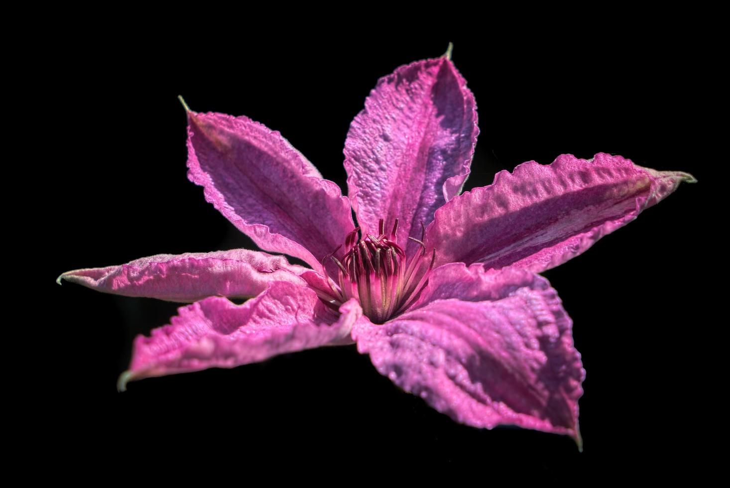 Pink Clematis Flower against a Dark Background photo