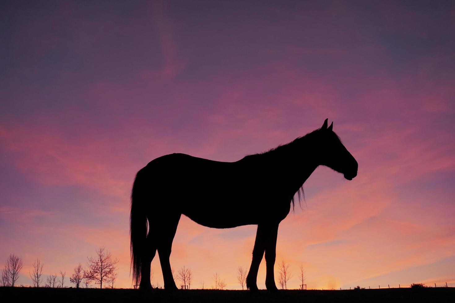 silueta de caballo en el prado con un hermoso fondo de puesta de sol foto