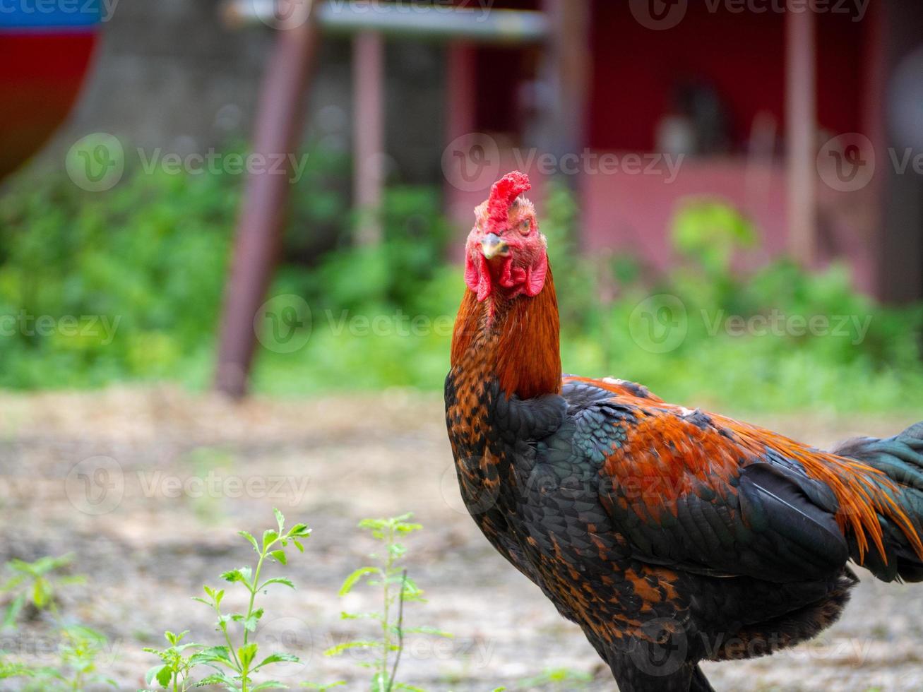 Chicken and nature photo