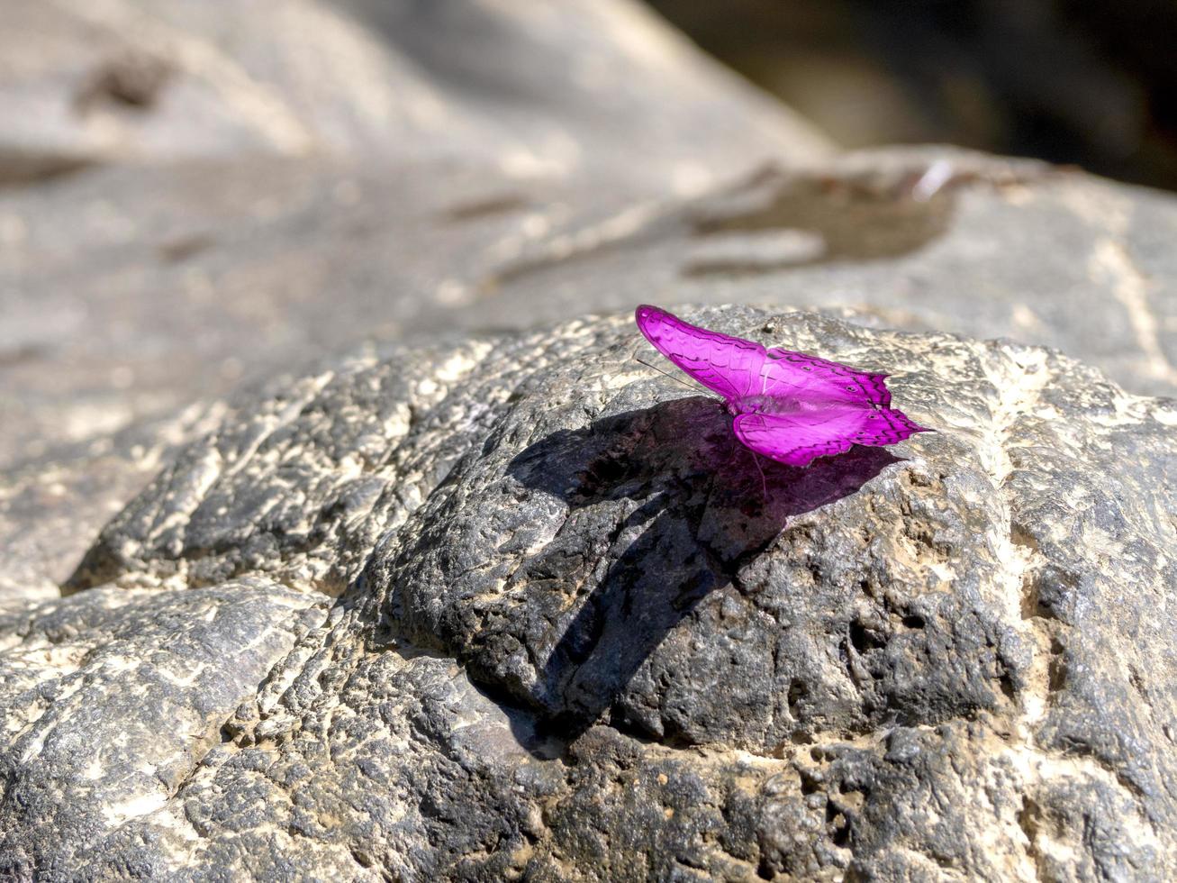 purple butterfly on stone photo
