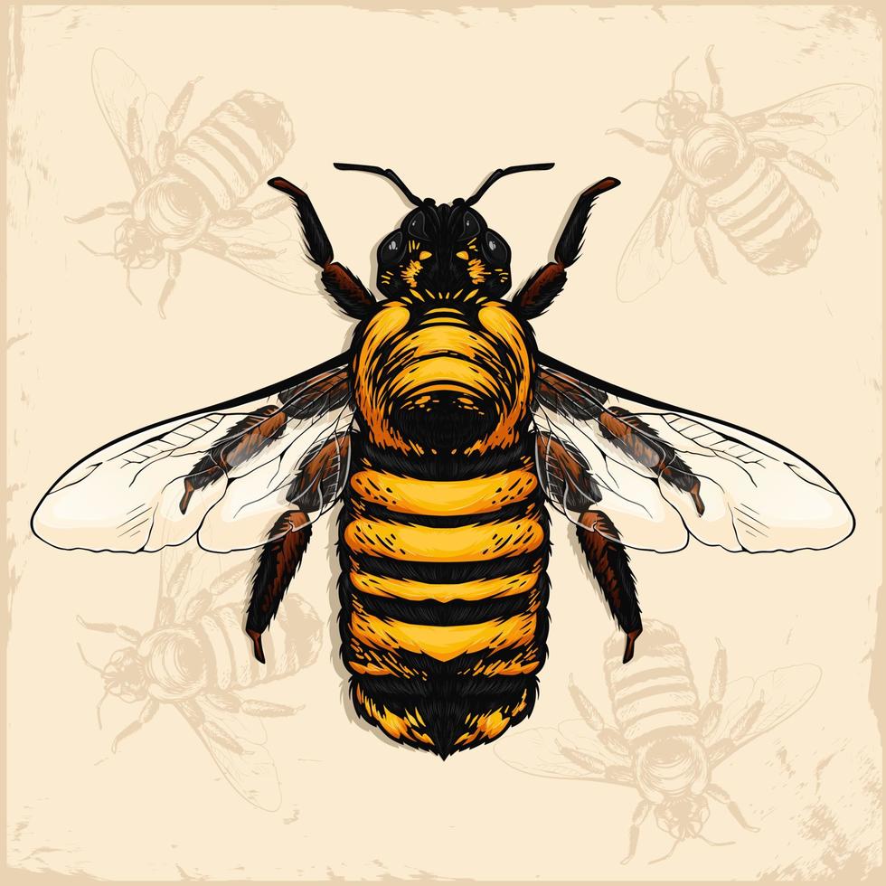 Hand drawn Honey bee with transparent wings from the top isolated vector