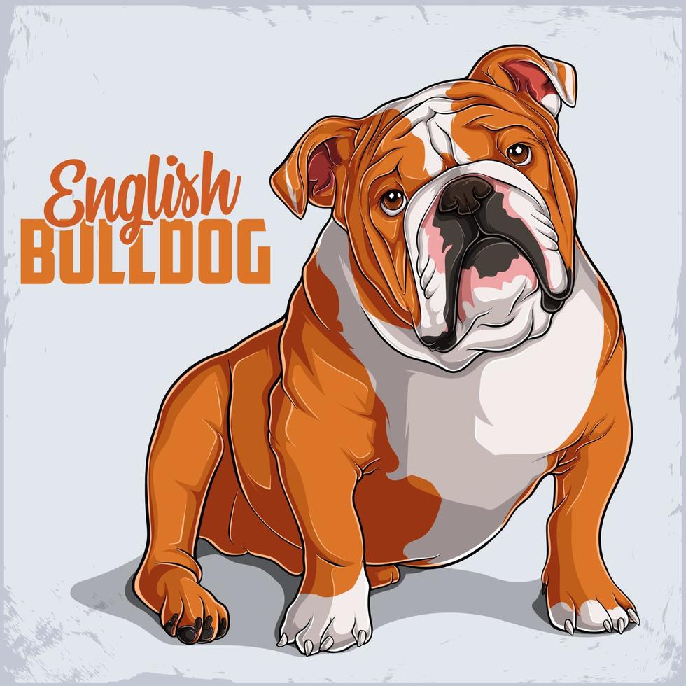 Lindo perro de raza bulldog inglés sentado en toda su longitud aislado sobre fondo blanco. vector