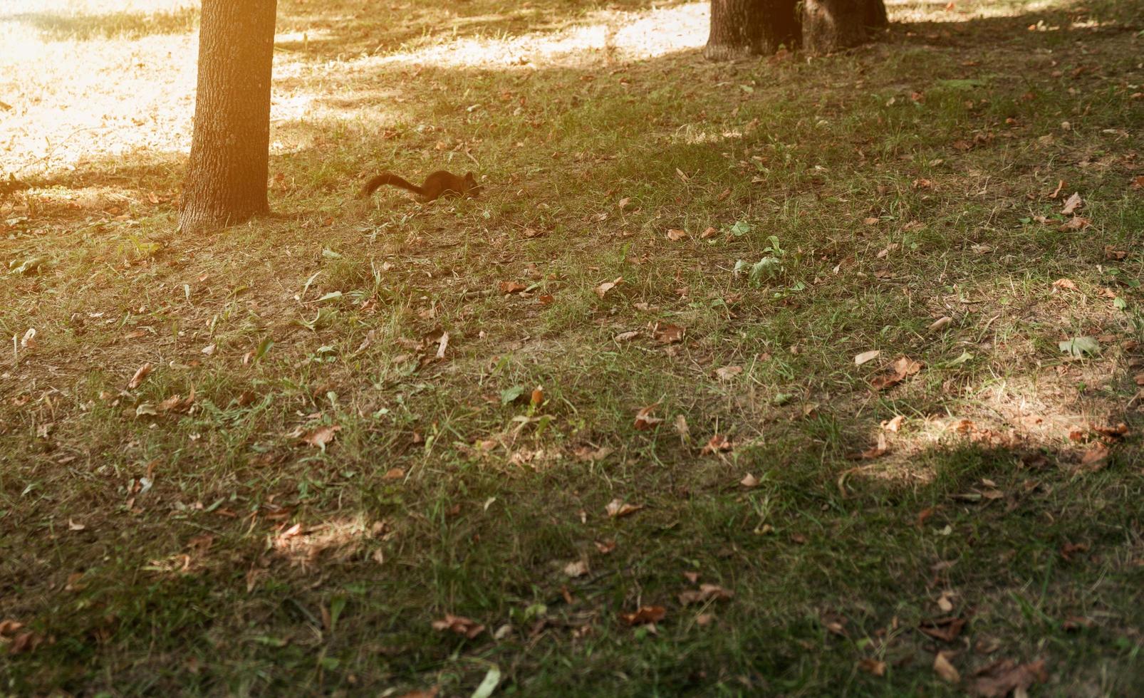 Squirrel runs on the grass photo
