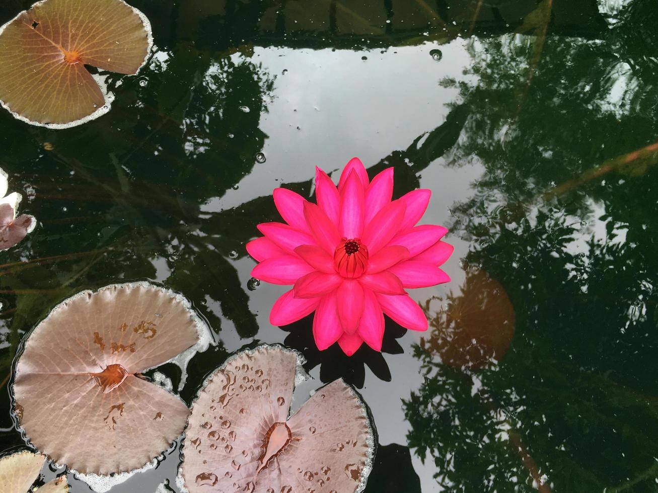 pond and lotus photo