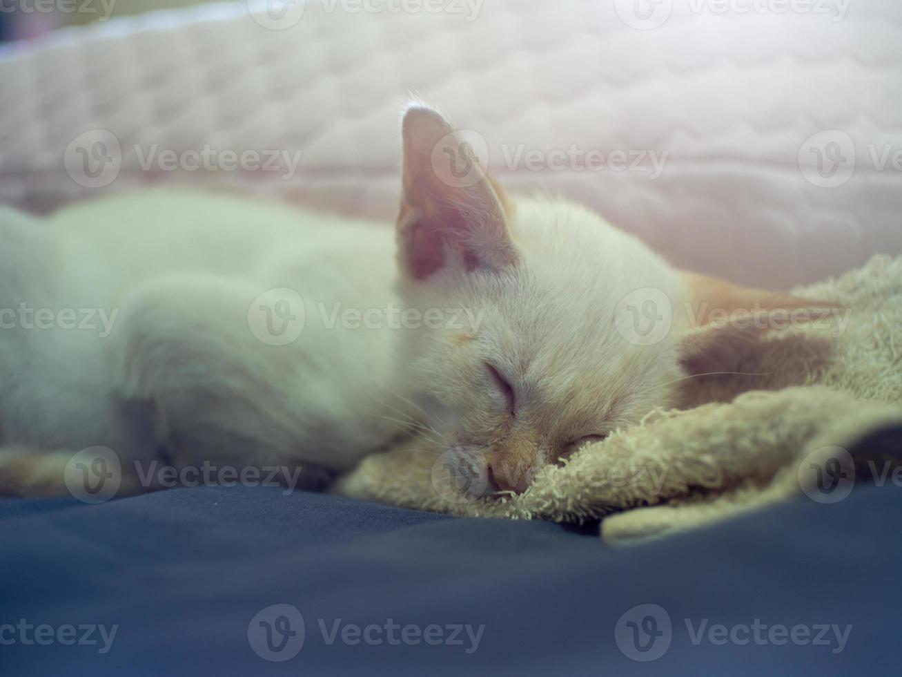 Cat is sleeping photo