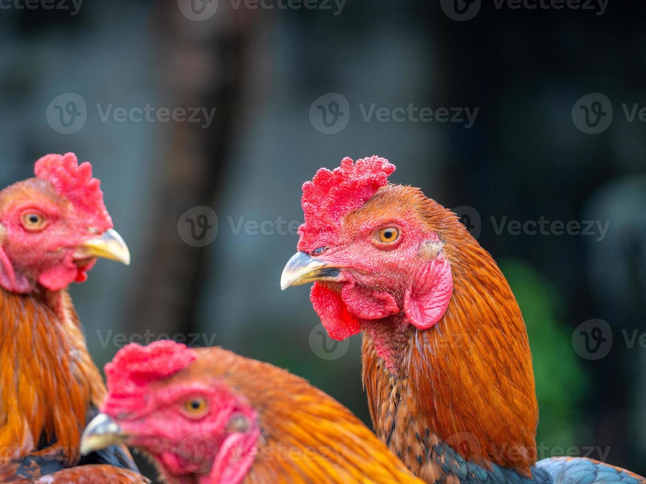 Chicken and nature photo