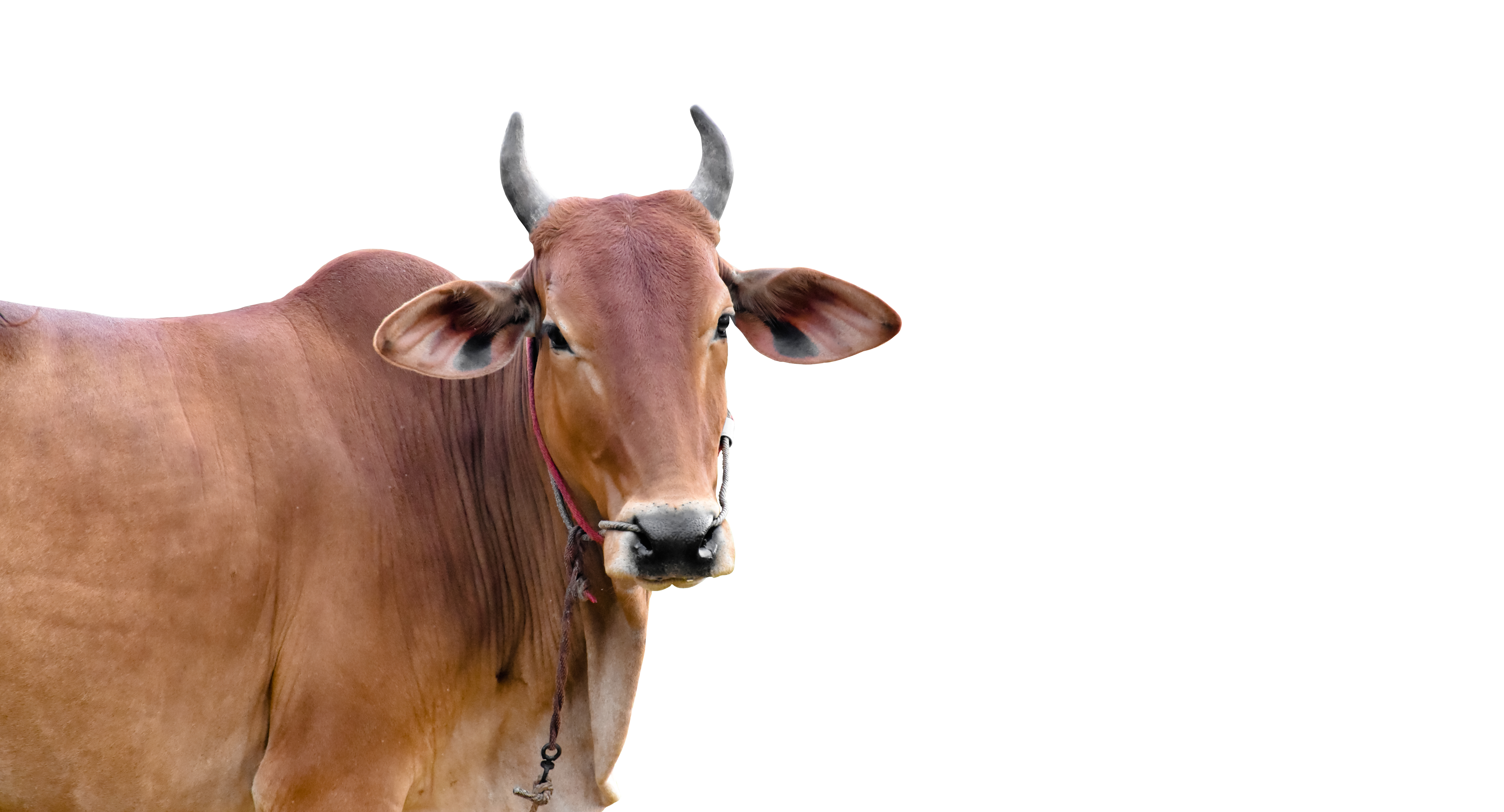 Cow Stock Photos, Images and Backgrounds for Free Download