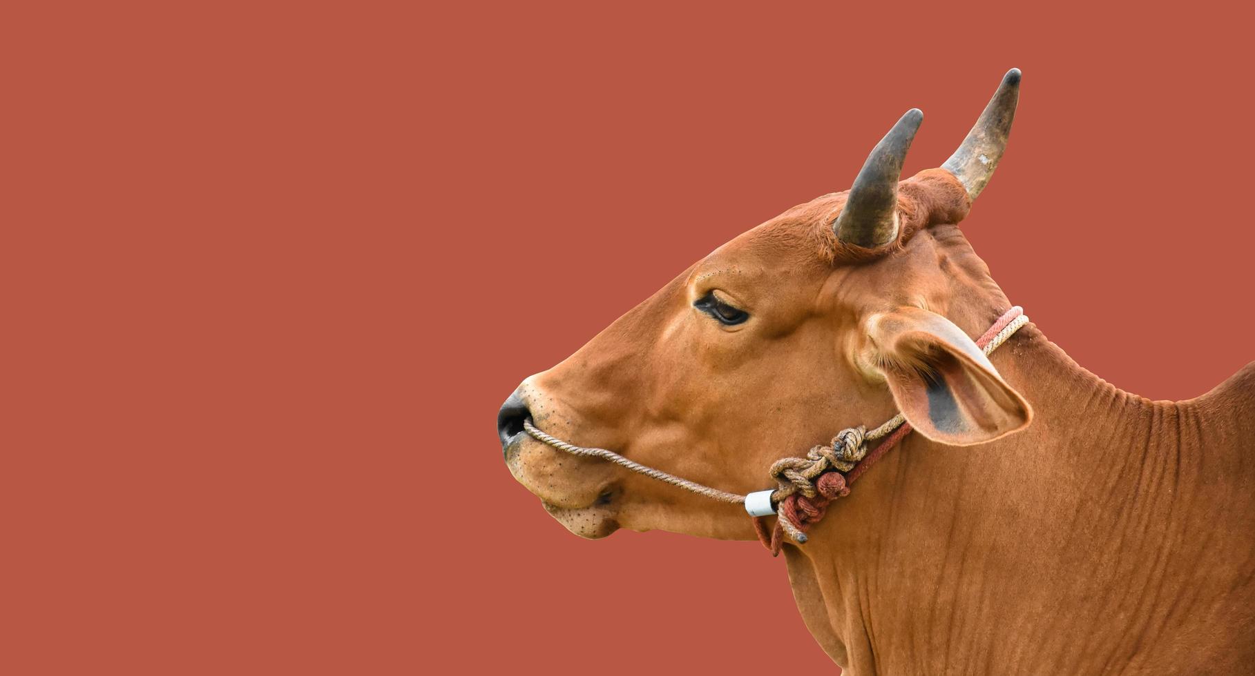 isolated asian male cow head and body, clipping paths. photo