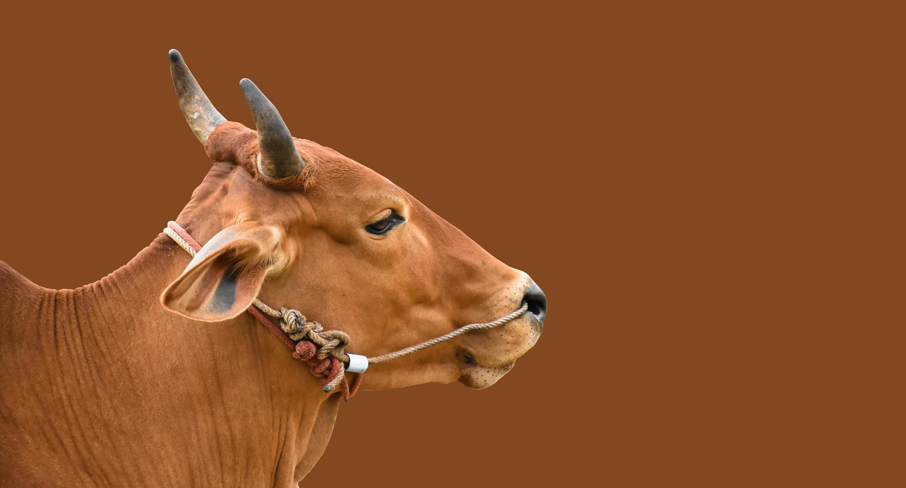 isolated asian male cow head and body, clipping paths. photo