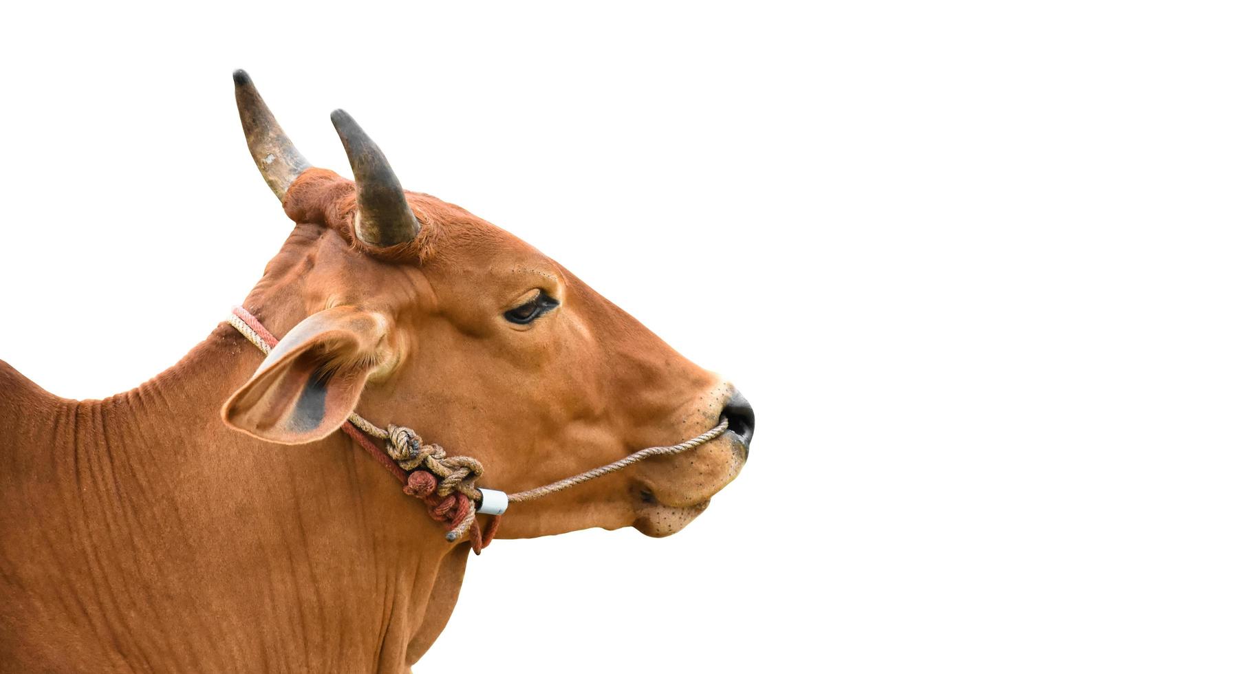 isolated asian male cow head and body, clipping paths. photo