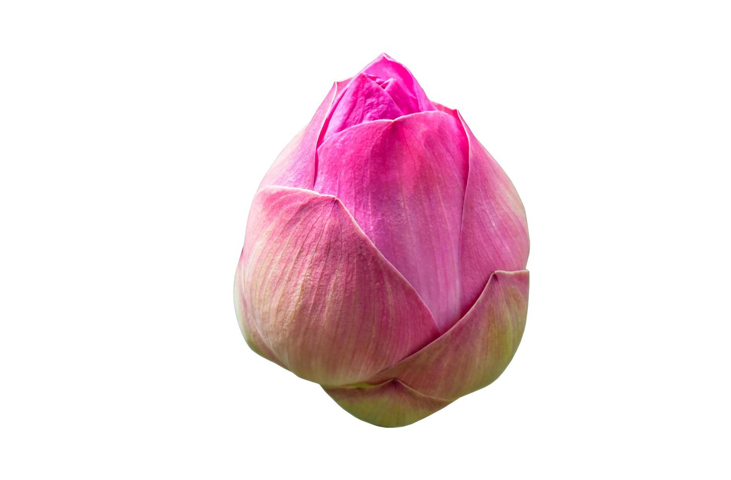 Isolated waterlily or lotus plants with clipping paths. photo