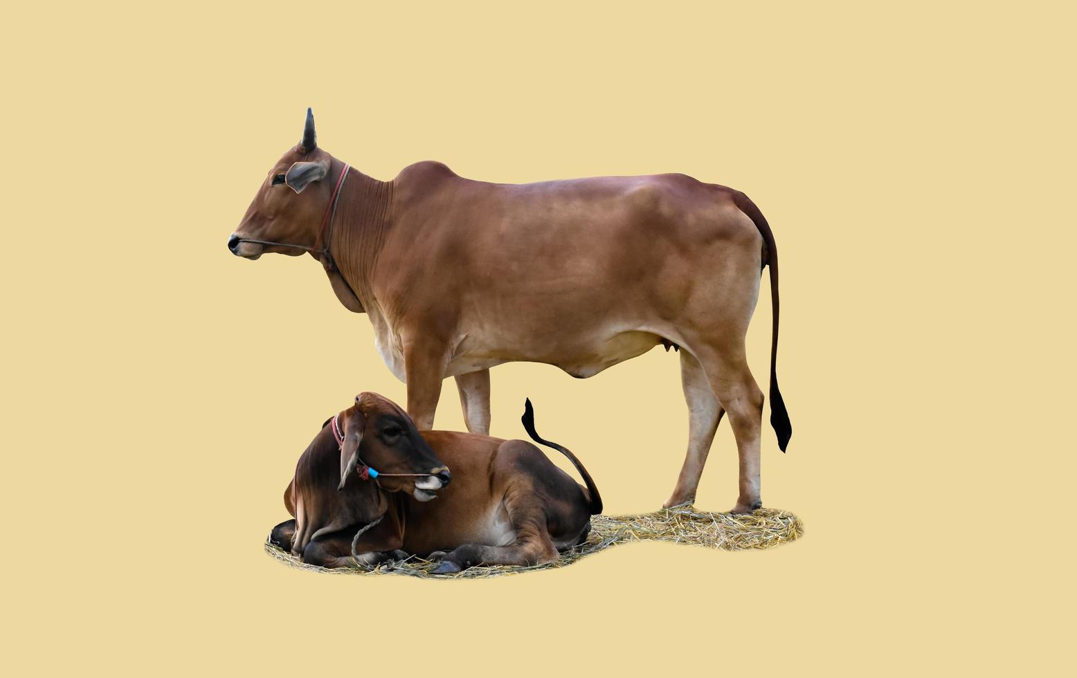 isolated asian male cow head and body, clipping paths. photo