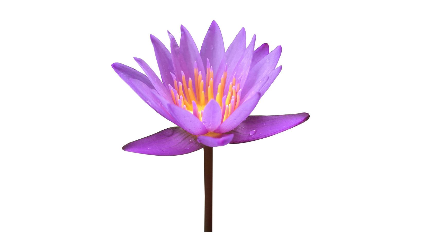 Isolated waterlily or lotus plants with clipping paths. photo