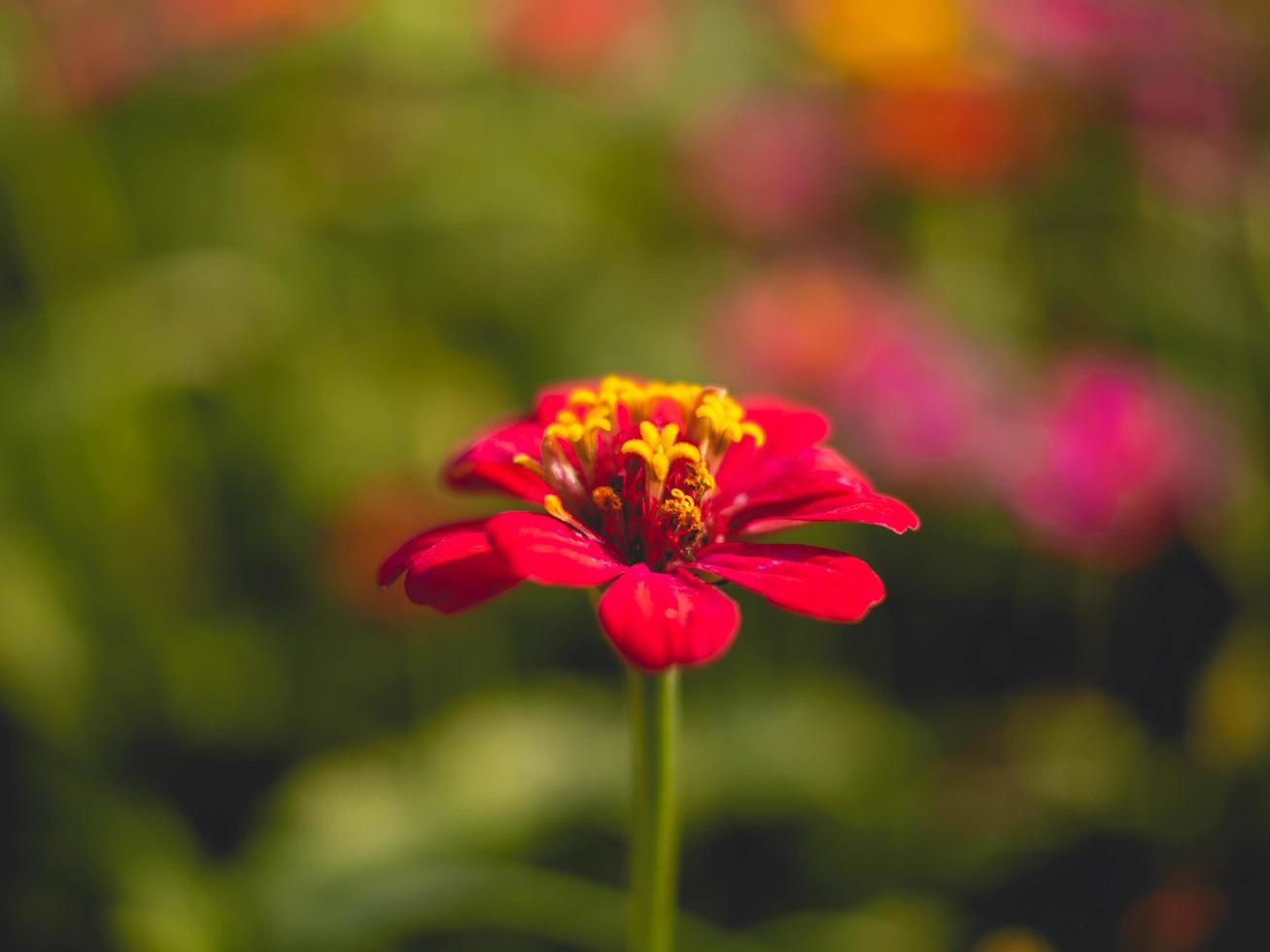 Flower and blur photo