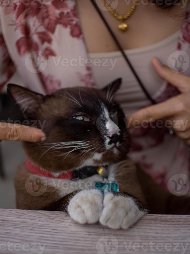 Woman and cat photo