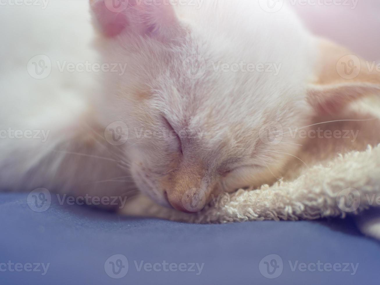 Cat is sleeping photo