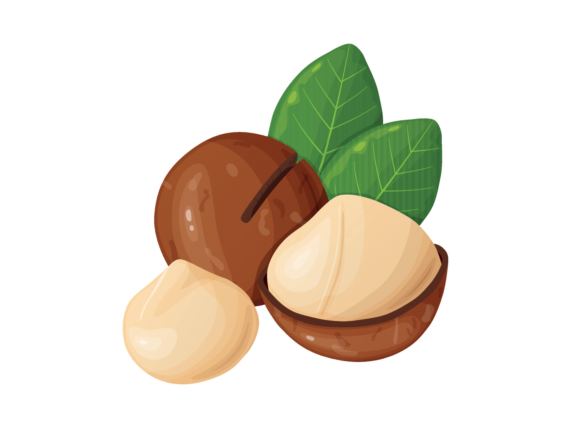Macadamia nuts. Australian nut, healthy food. Whole and cracked nuts