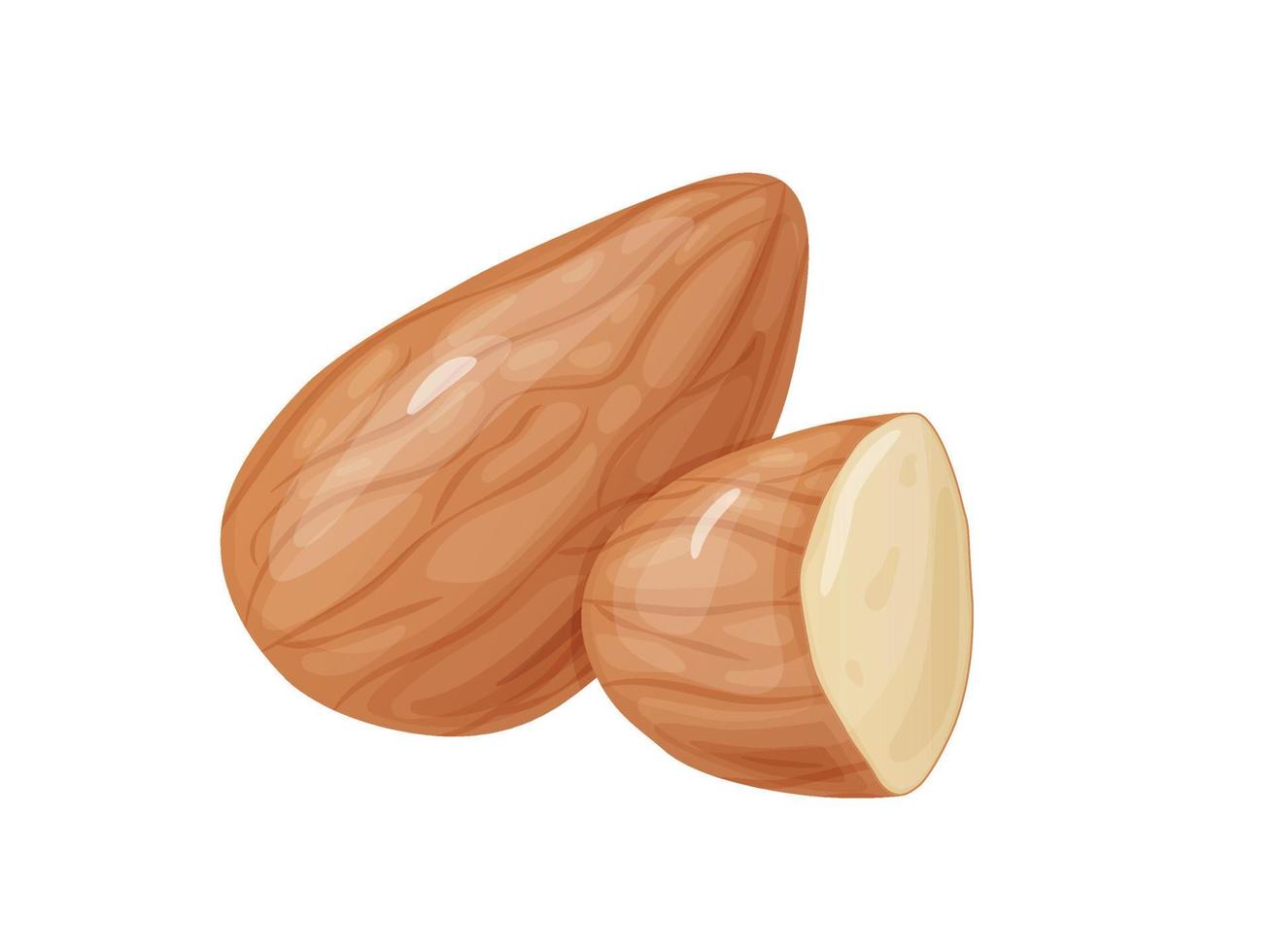 almendra. dos nueces de almendras enteras sin cáscara. vector